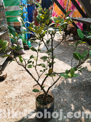 ফলের গাছ